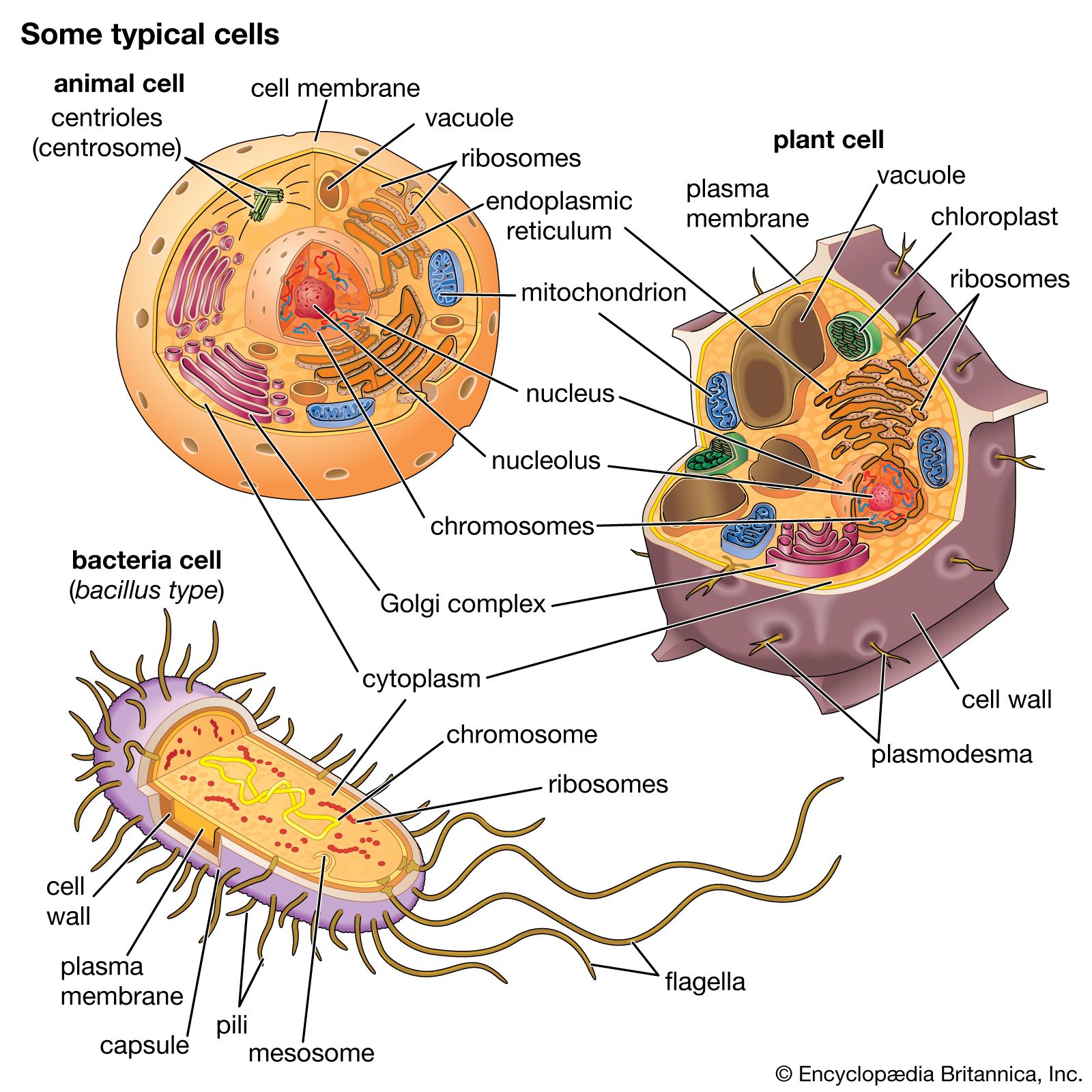 ms davis cell test bio