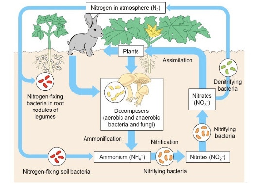 Biogeochemical Cycles 