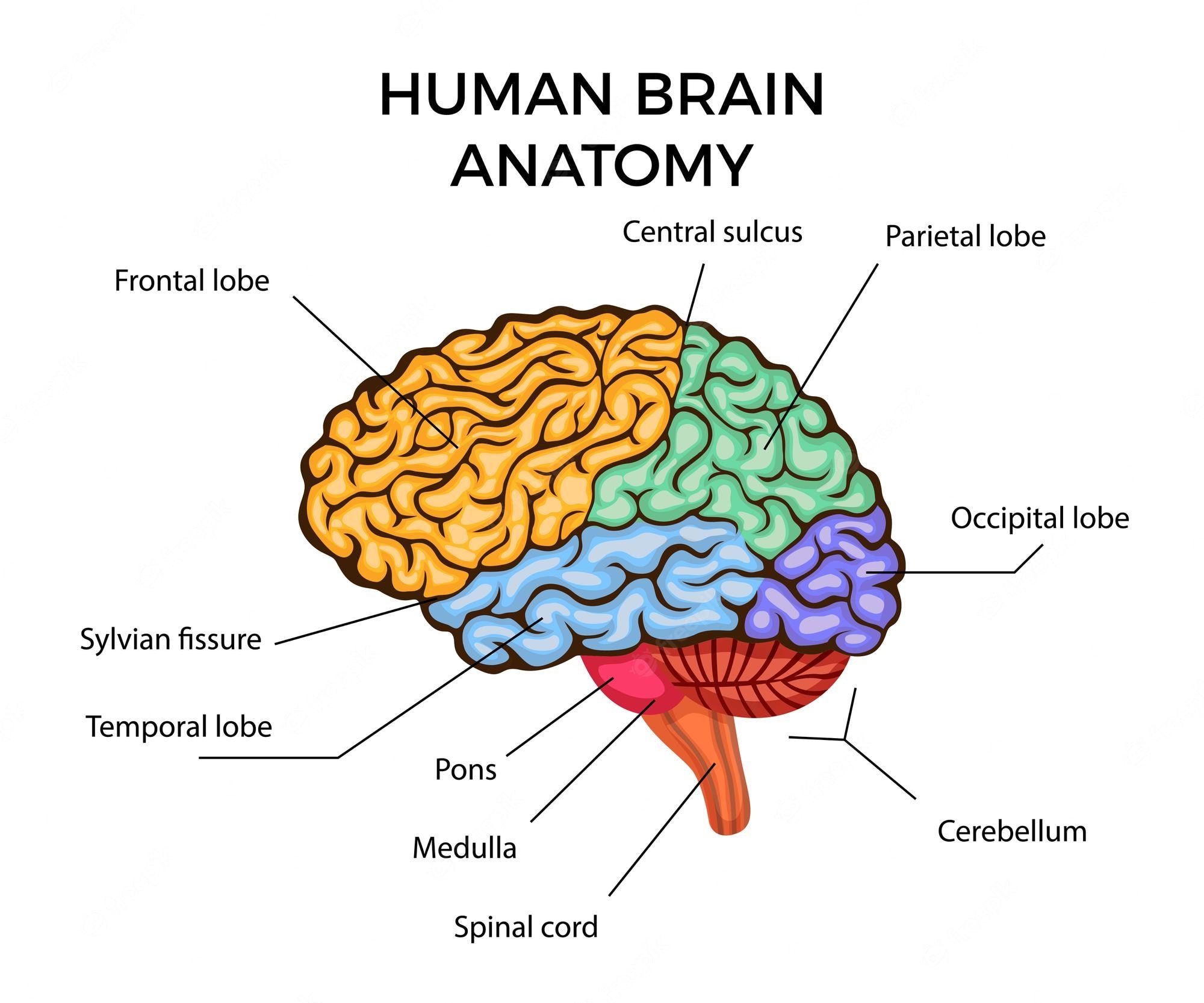 Nervous System & Stress Management