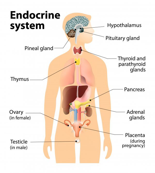 Endocrine System Test