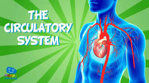 Cardiovascular System Review 