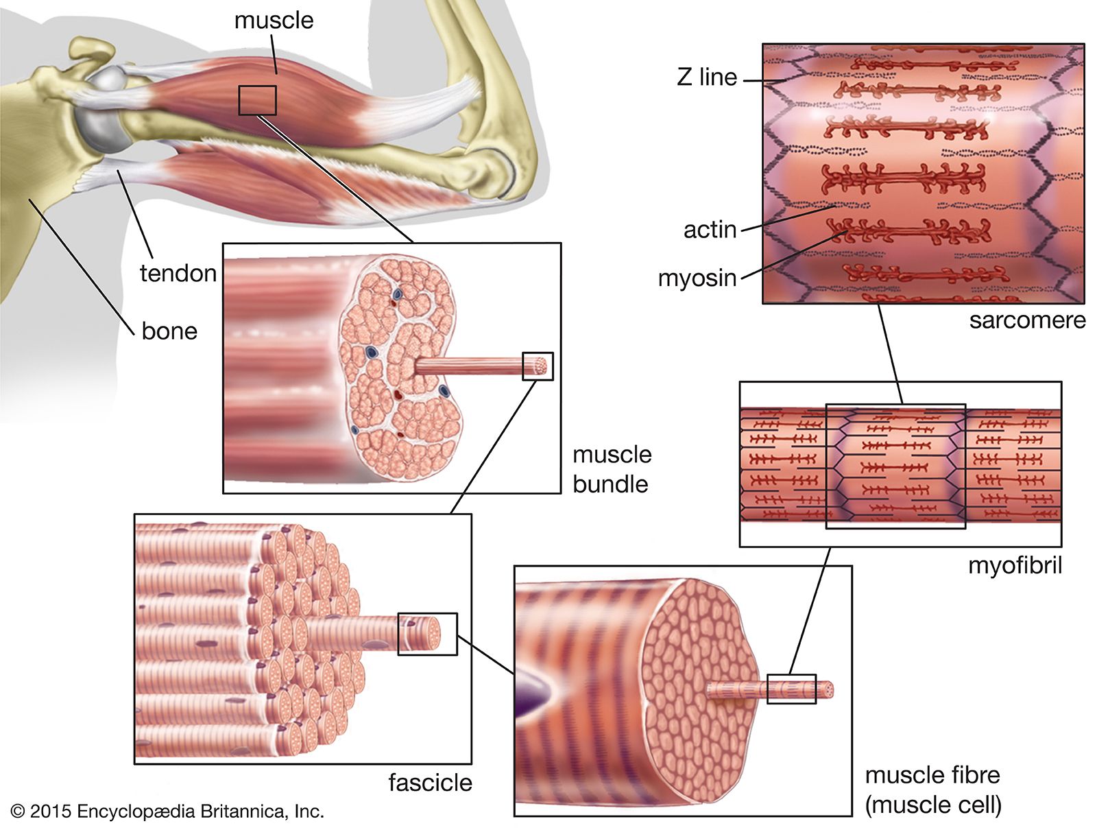 Muscular System 