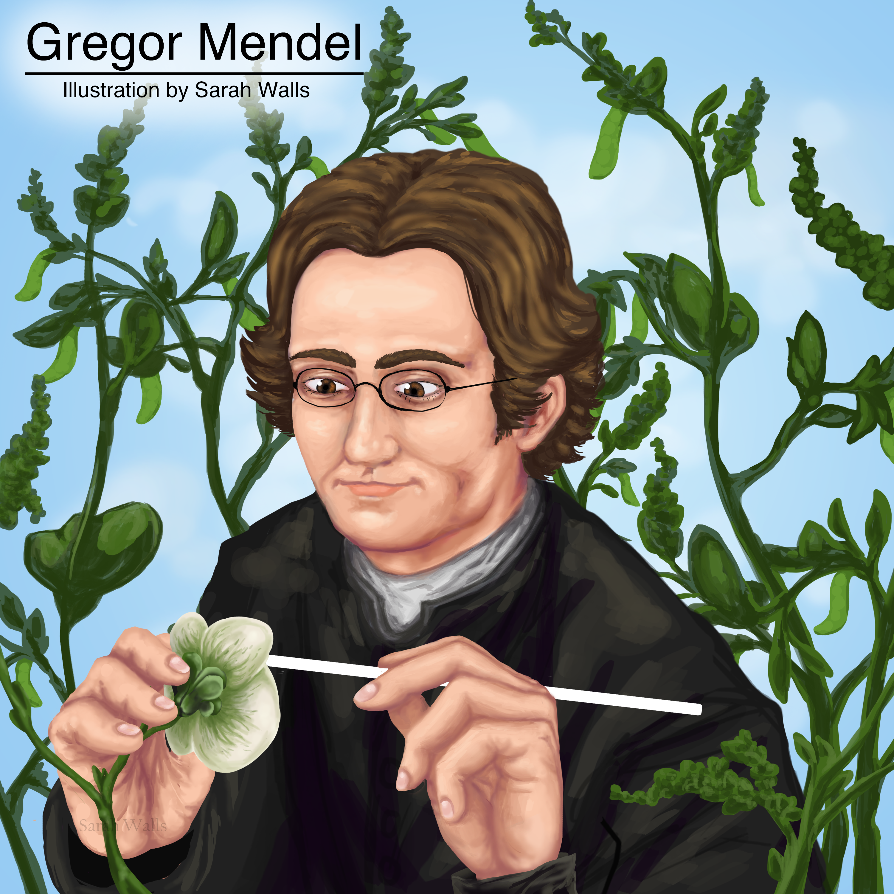 Mendelian Genetics Concepts Flashcards