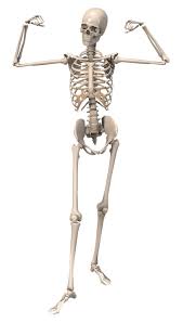 Skeletal System Review