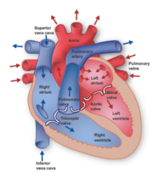 HBS Cardiovascular System