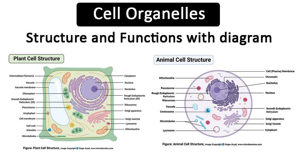  New York Regents Genes and Organelles