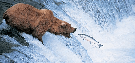 Animal Behavior & Training Flashcard