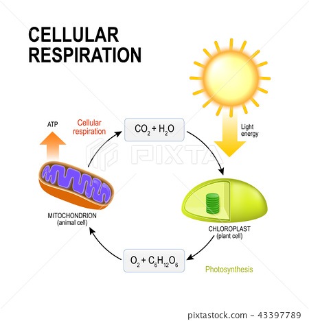 Cellular Respiration 