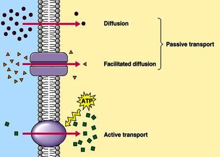 Cell Transport Review