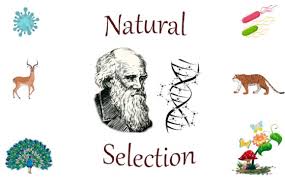  Natural Selection and Adaptations