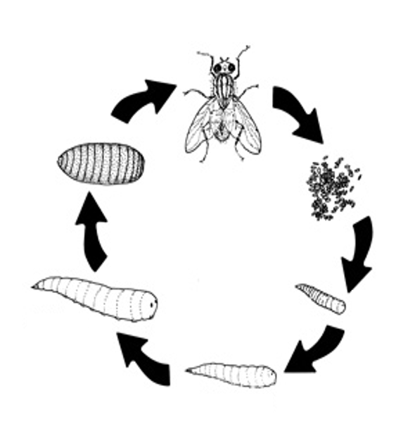 Forensic Entomology Concepts and Definitions