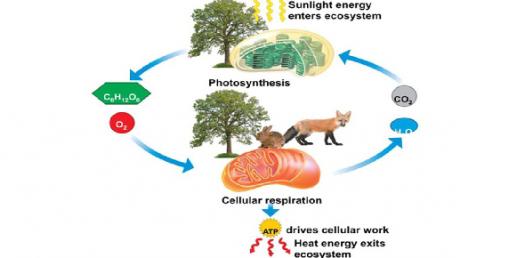 Photosynthesis, Cellular respiration and Cell Transport