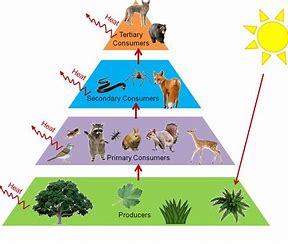 Ecology Vocab Part 3Quiz