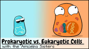 Eukaryotic and Prokaryotic Cell Features