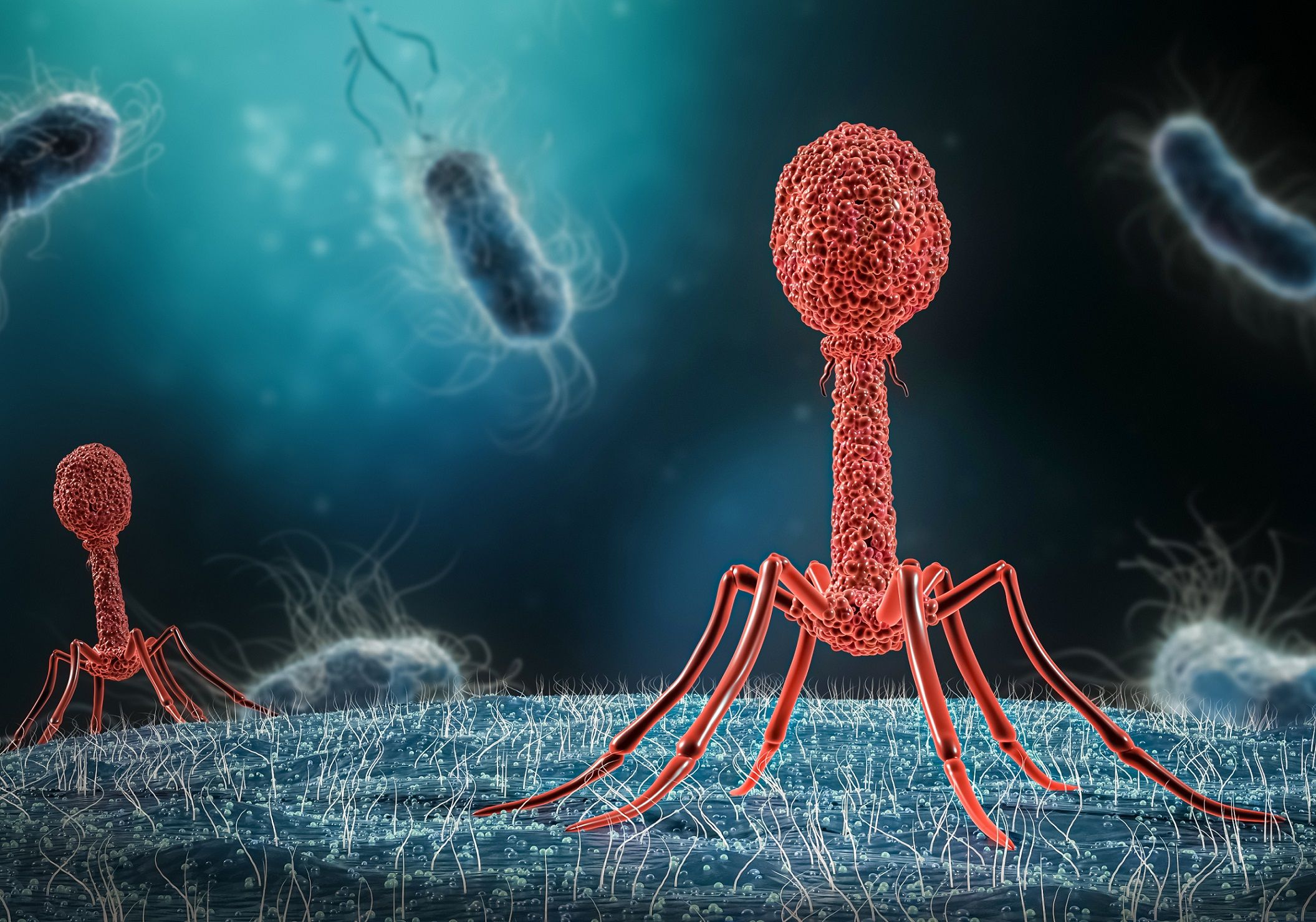 Bacteriophages and Bacteria Quiz