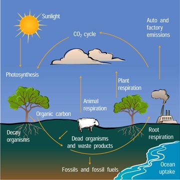 Carbon Cycle 