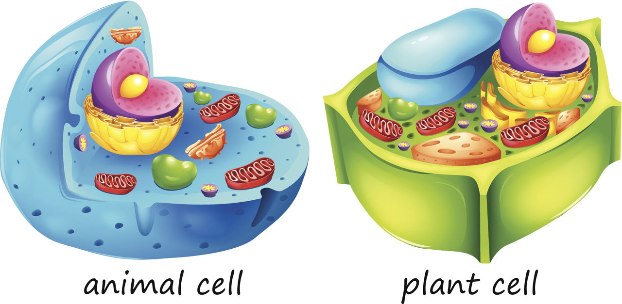 aaa Cell Organelles Quiz