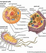 Homeostasis & Characteristics of Life 10th Grade Quiz | Quizizz
